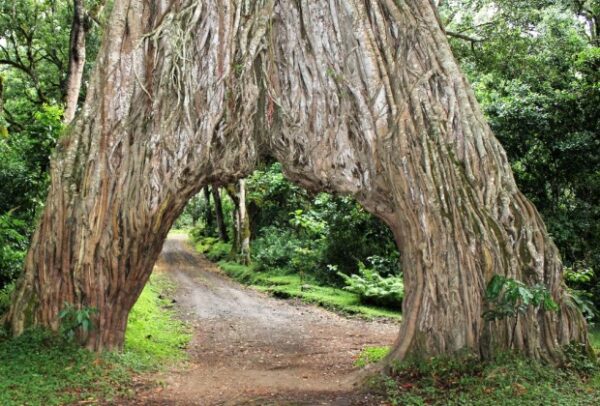 Arusha National Park wonders