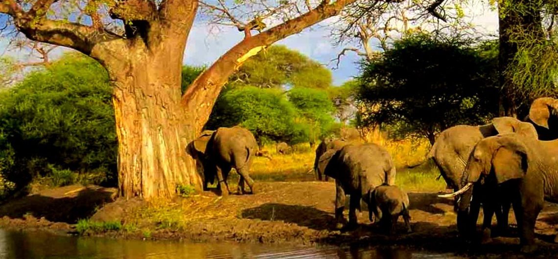 Arusha National park