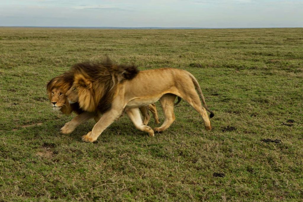 THE BEAUTIFUL SERENGETI!