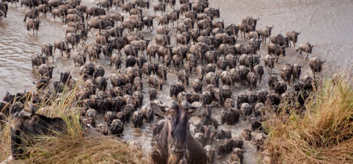 the great wildebeest migration