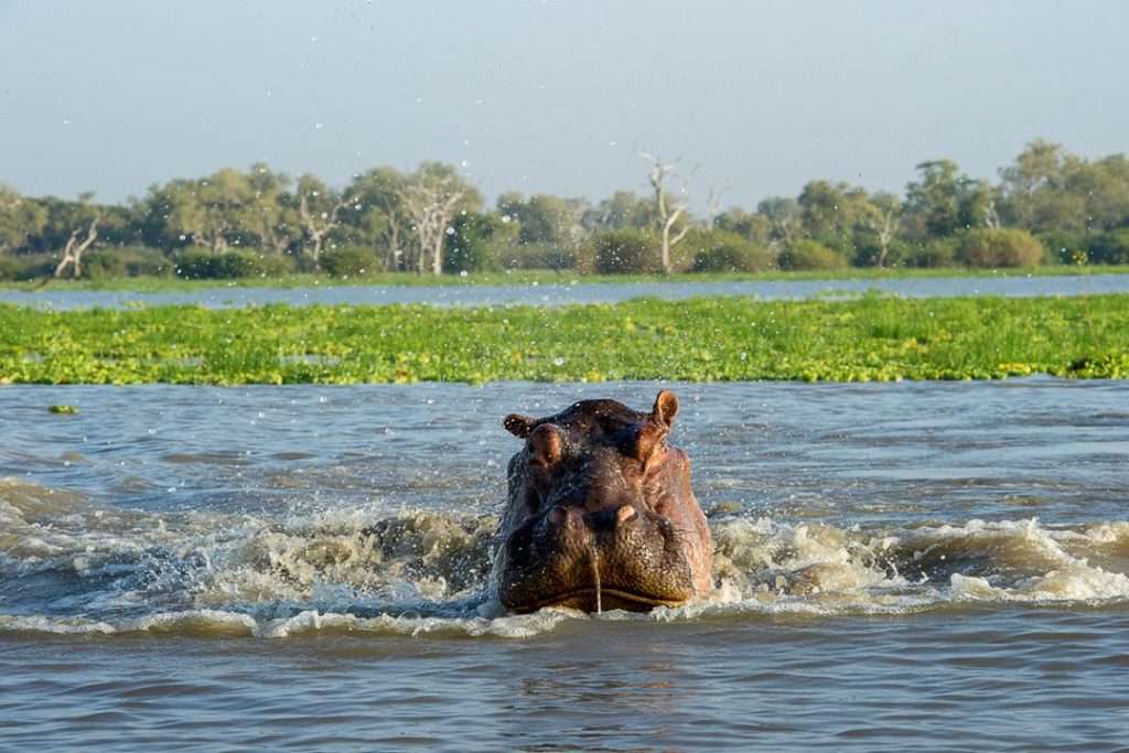 selous national park -hippo-splashing
