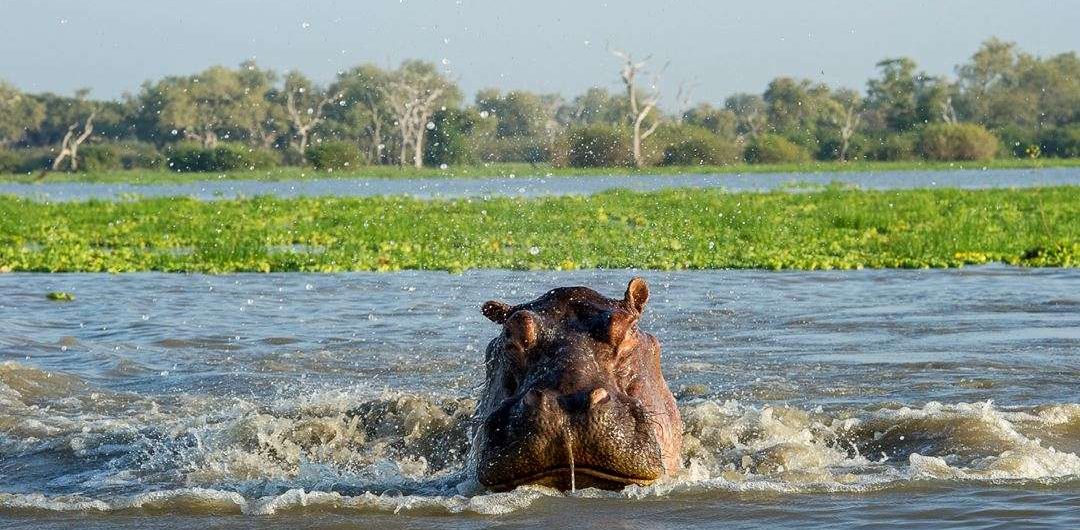 selous national park -hippo-splashing