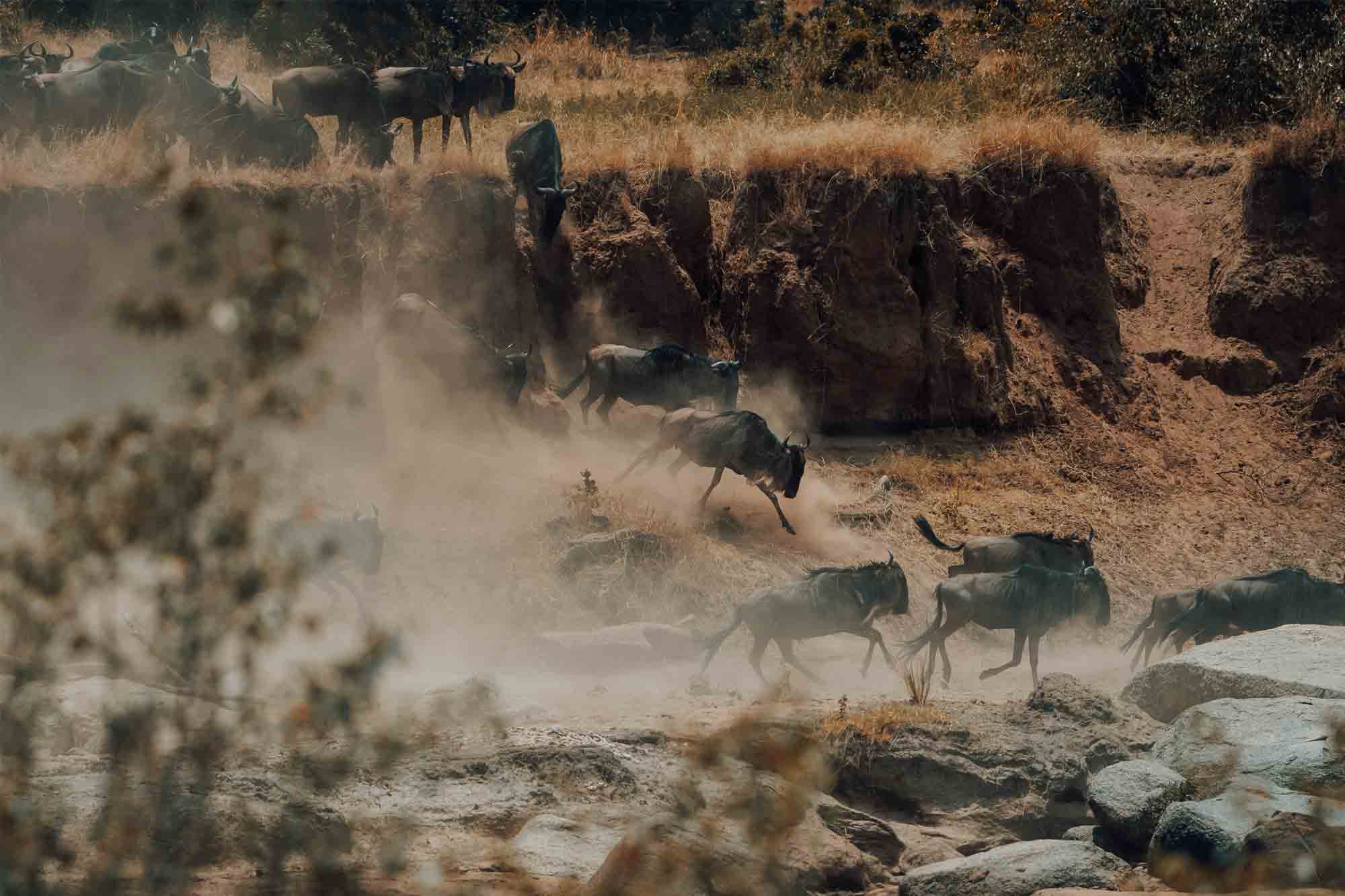 Wildebeest Migration