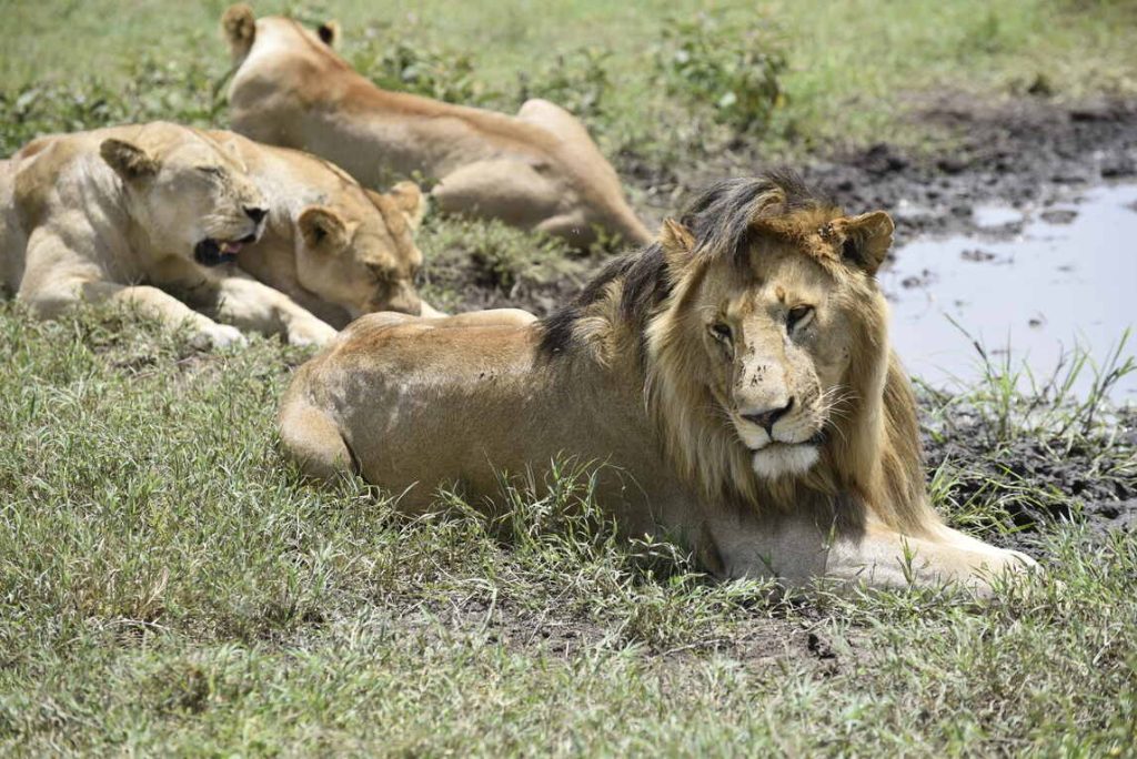 Tanzania Safari