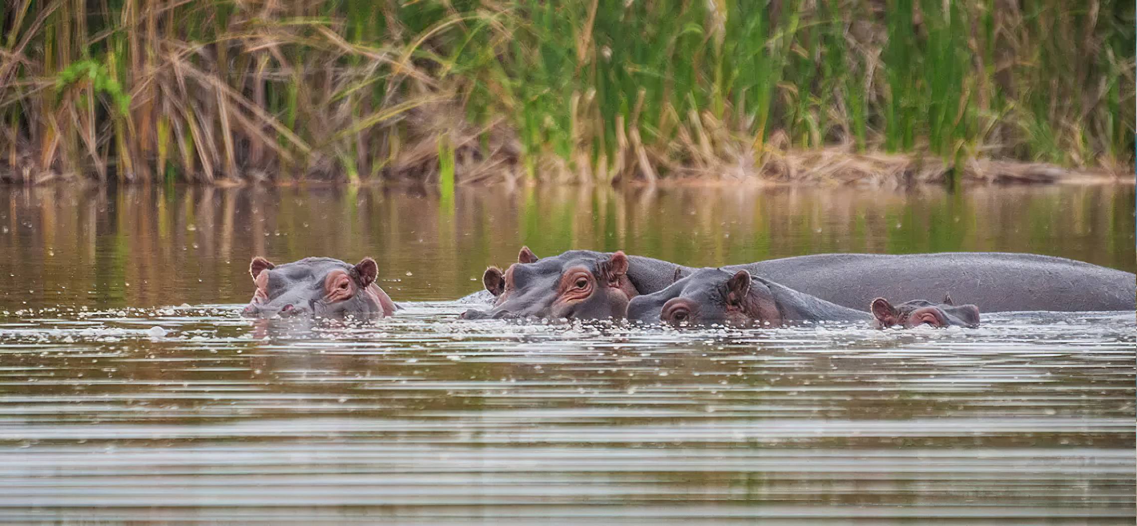 tanzania group joining safari