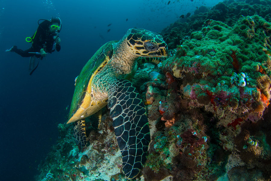 zanzibar diving