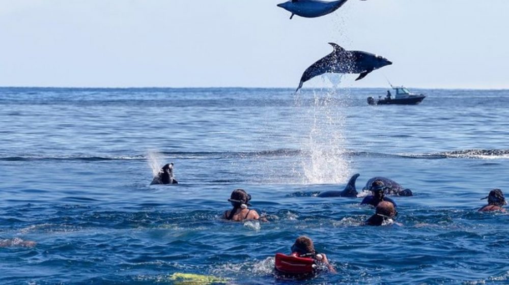 Zanzibar dolphin Tour