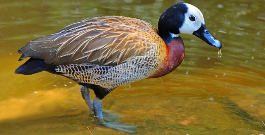 White-faced-whistling-duck