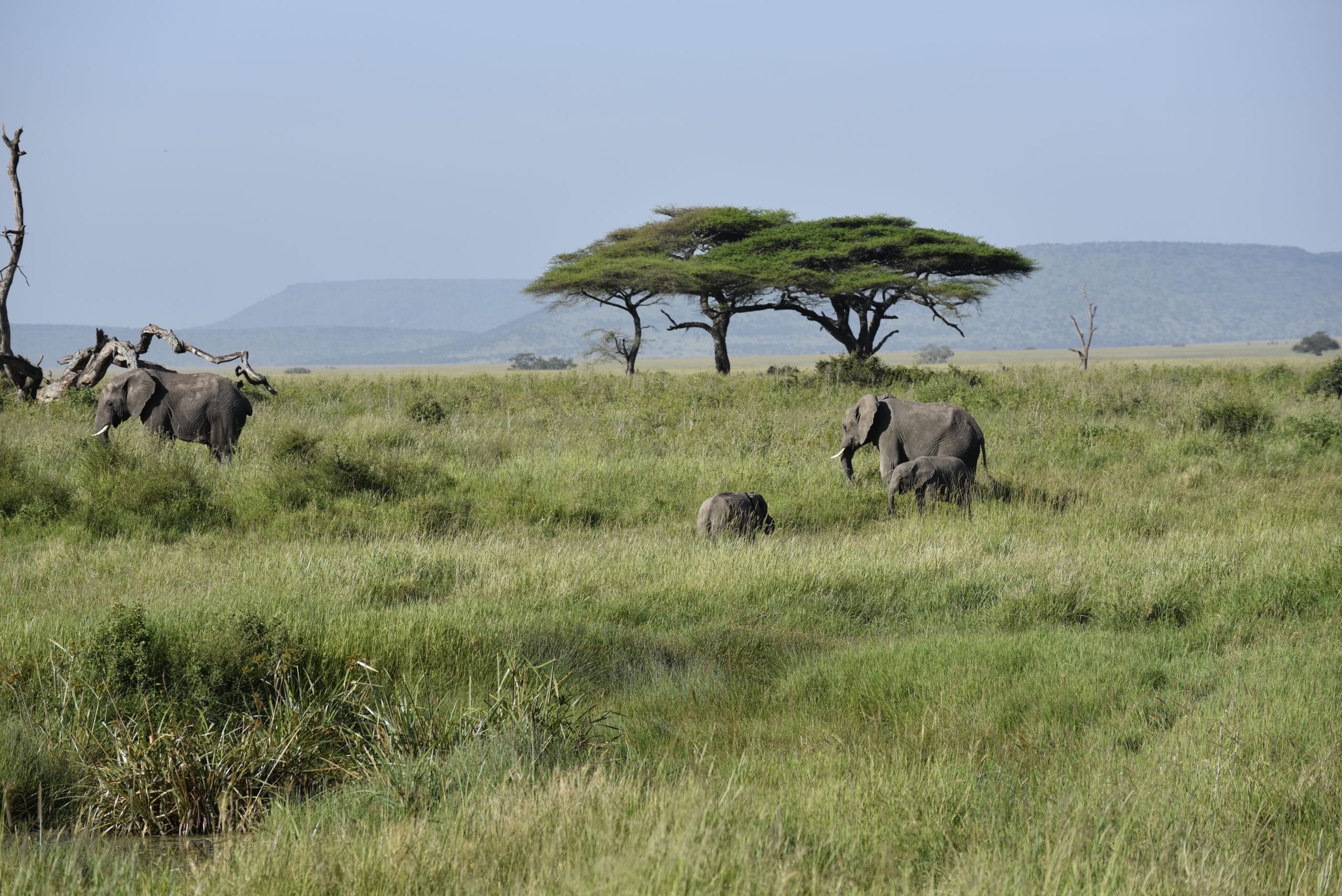 tanzania group joining safari
