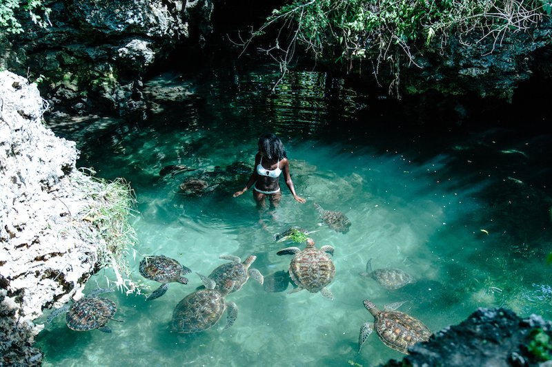 swim with turtles in zanzibar tanzania