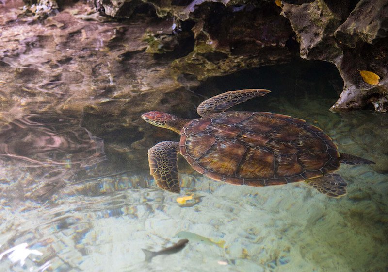 swim with turtles in zanzibar tanzania