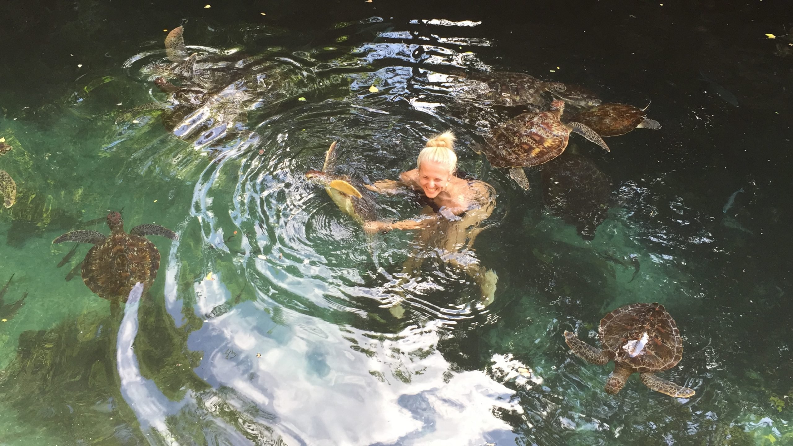 swim with turtles in zanzibar tanzania