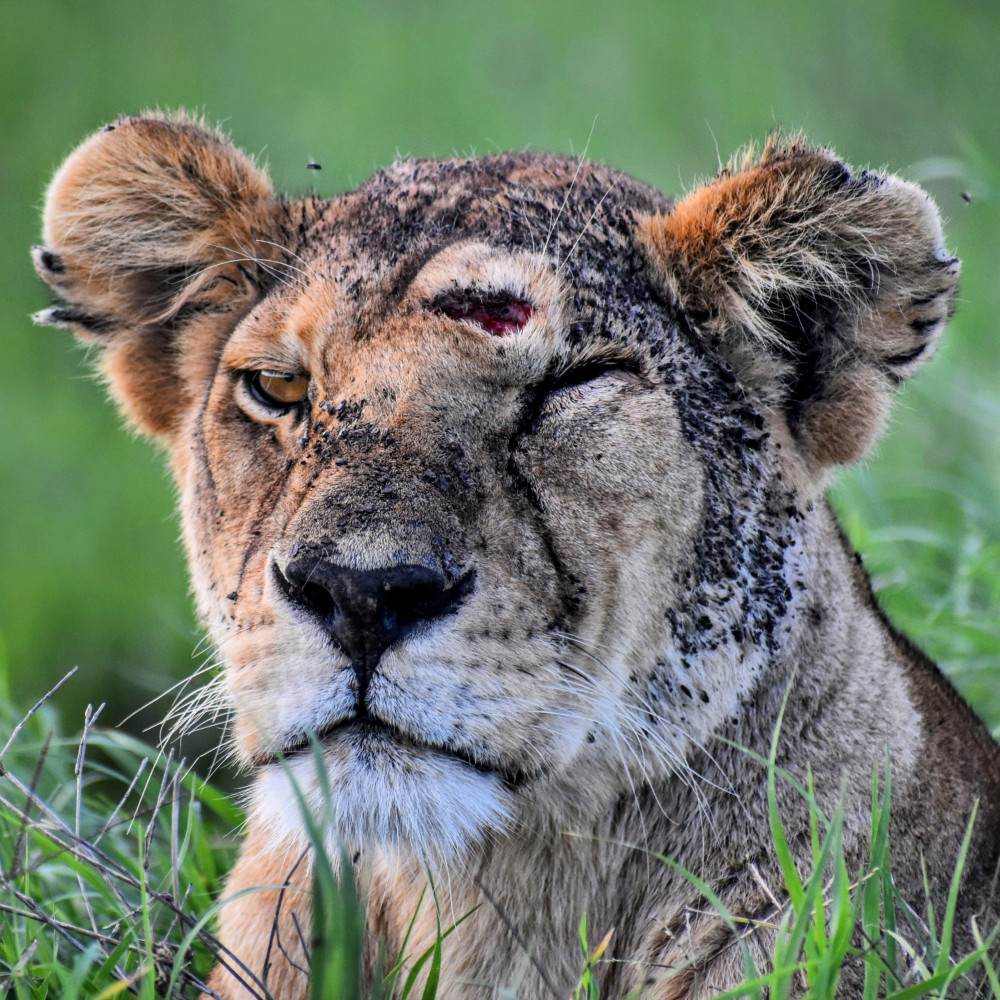 All Inclusive Africa Trip