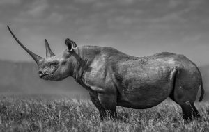 black rhino