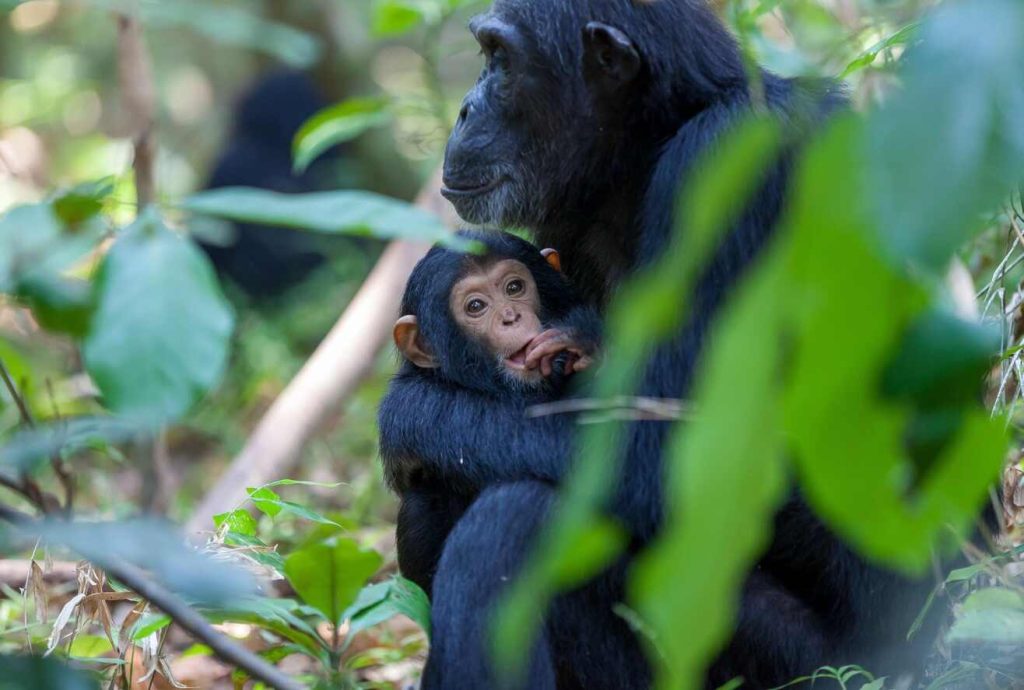 Tanzania Chimpanzee Trekking