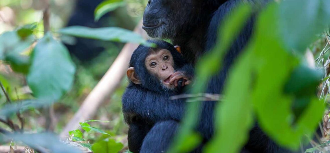 Tanzania Chimpanzee Trekking