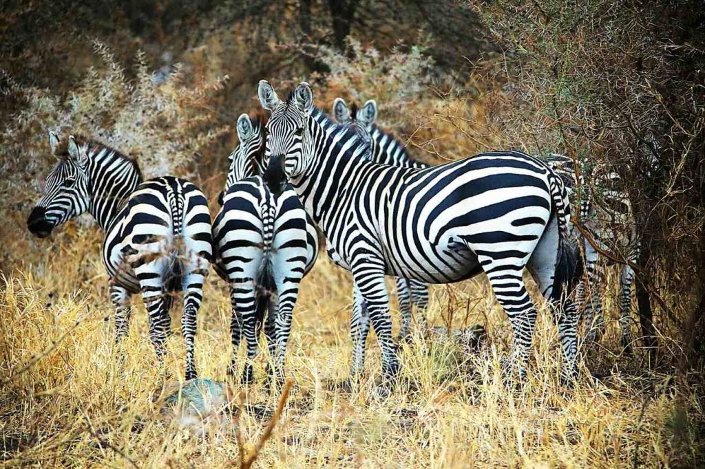 makuyuni wildlife park