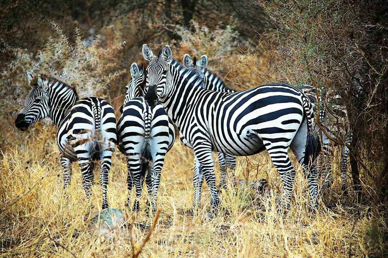 makuyuni wildlife park