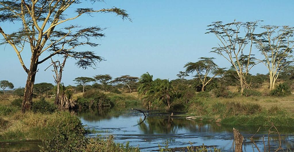 serengeti national park plants