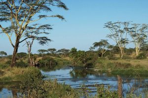 serengeti national park plants