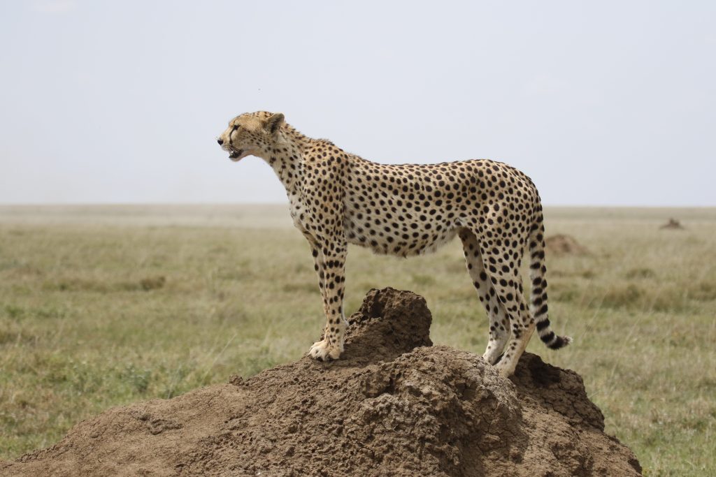 Best Time to Visit Tanzania for Safari