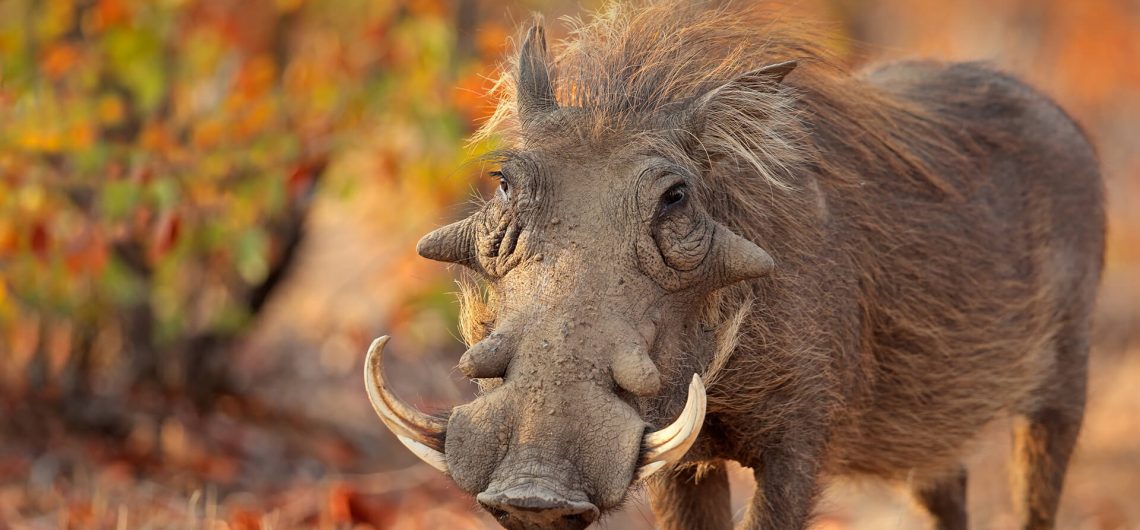 warthog