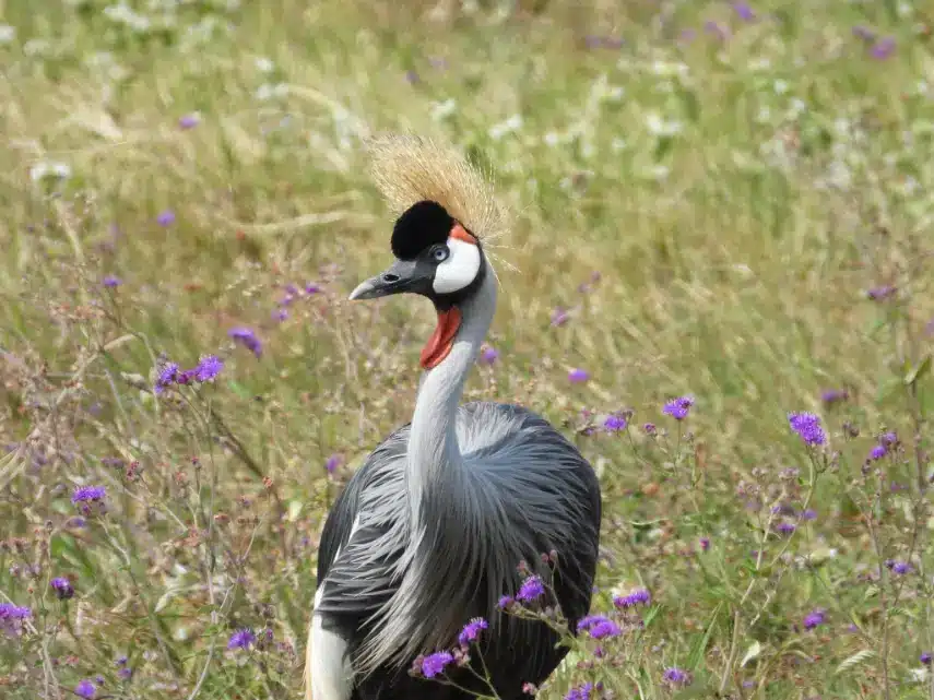 safari from arusha