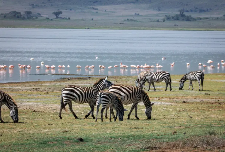 6 days Tanzania luxury safari