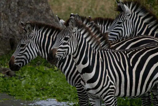 private safari