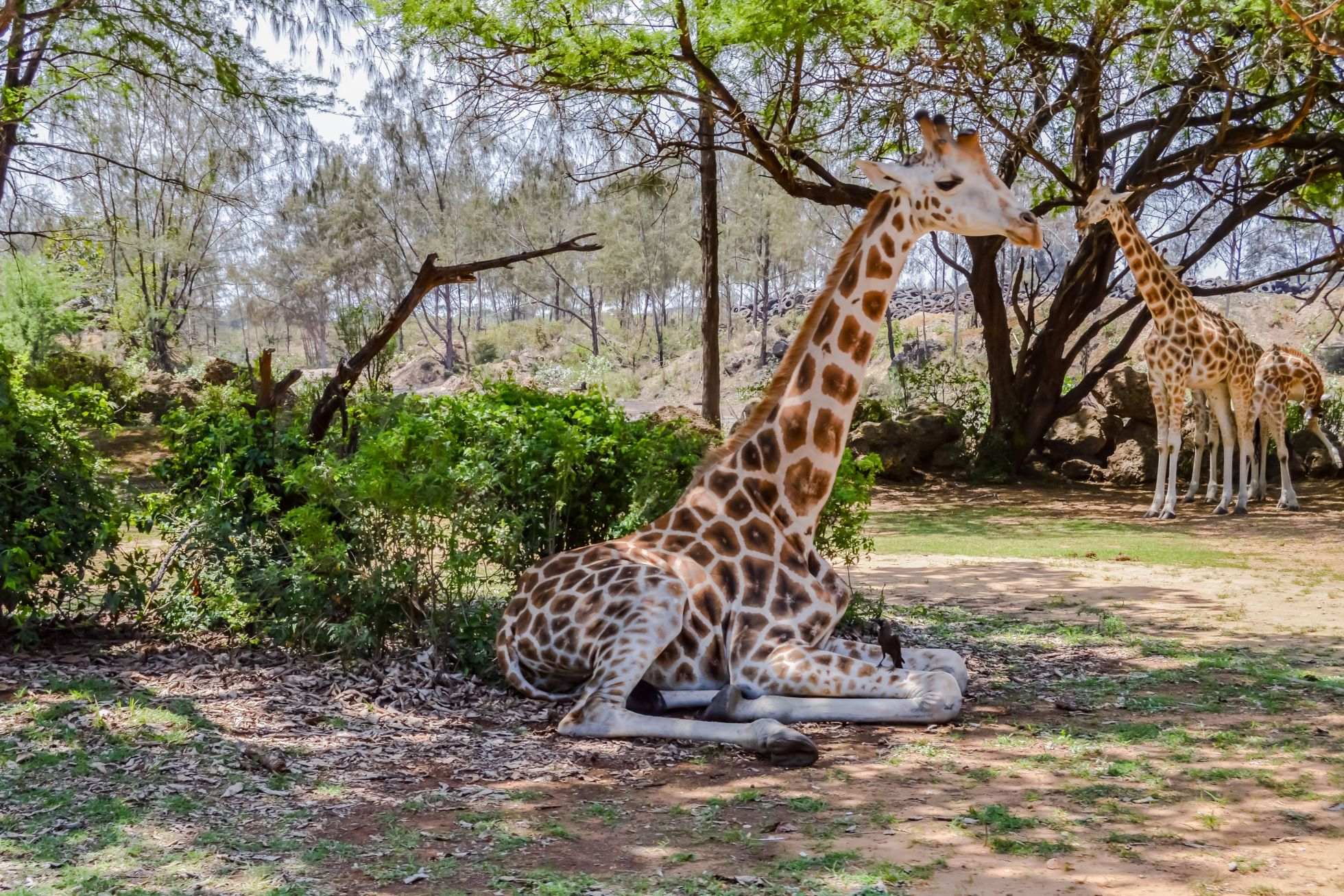 haller park giraffe