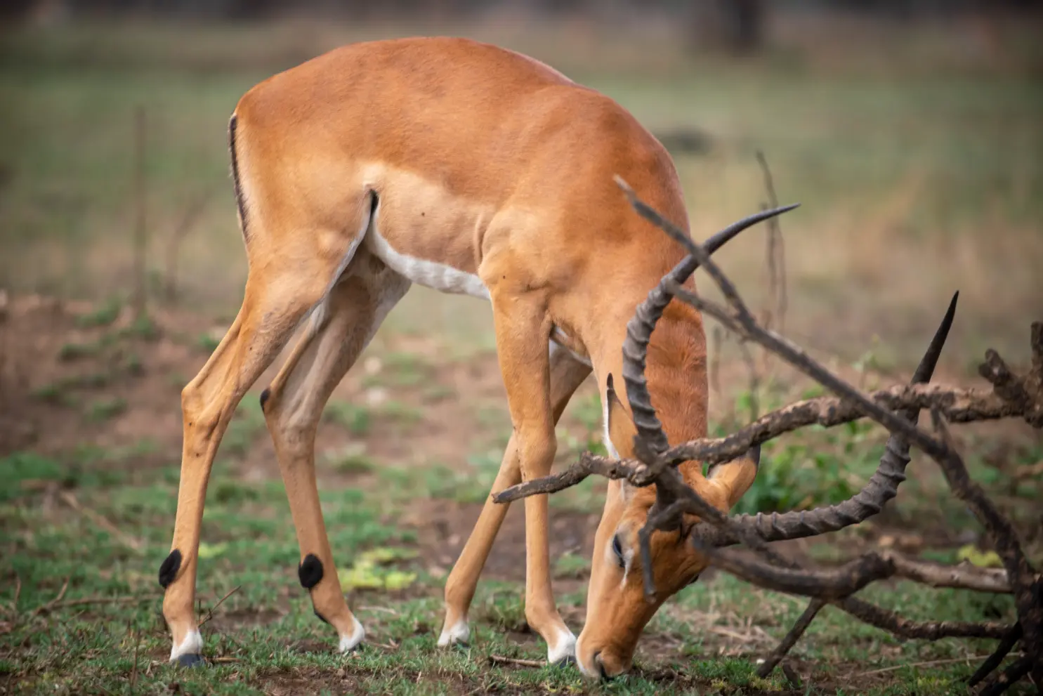 9 days Tanzania standard safari